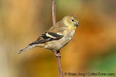 Backyard Birds Of New Jersey Field Guide Female American Goldfinch Click To See All State Birds State Birds Goldfinch Backyard Birds