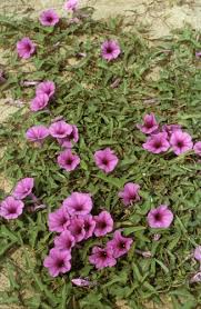 Image result for Ipomoea aquatica