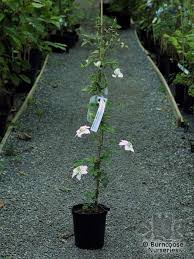 We did not find results for: Clematis Florida Alba Plena From Burncoose Nurseries