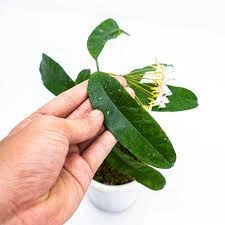 Image result for hoya multiflora