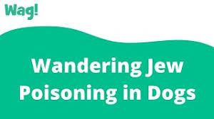 Maybe you would like to learn more about one of these? Wandering Jew Poisoning In Dogs Symptoms Causes Diagnosis Treatment Recovery Management Cost