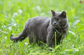Cat shedding, season, how to reduce cat shedding, stop. How To Tell If Your Cat Is In Heat Pets4homes