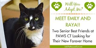 Read on for adopt me codes wiki 2021: Will You Adopt Me Meet Raya And Emily Two Friendly Senior Bffs Lola The Rescued Cat