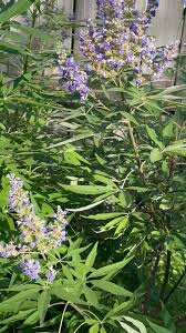 Image result for Vitex ferruginea