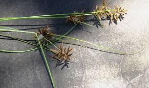 Image result for Pycreus flavescens