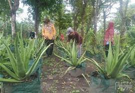 Hindari penggunaan lidah buaya pada area yang sensitif, seperti mata dan. Fresh Blog Penampung Lidah Buaya Di Sumatera Utara Penampung Lidah Buaya Di Sumatera Utara Budidaya Lidah Buaya Di Medan Saat Ini Serangan Salah Satunya Yaitu Aloe