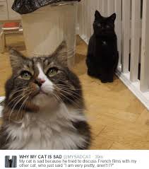 Pin On Cats 24 7