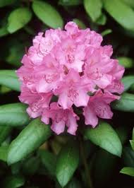 How To Cold Stratify Seeds Hunker Rhododendron Rhododendron Plant Prune