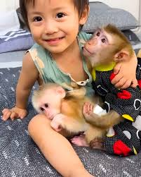 Return KAKA to her human family