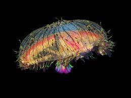 The Ocean S Colorful Creatures Weird Sea Creatures Beautiful Sea Creatures Deep Sea Creatures