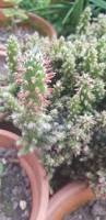 Image result for Austrocylindropuntia