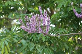 Image result for Lonchocarpus