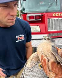 Yes we do that… Last week the Humane Society called out Oceanside Fire's  Engine 216 to help rescue this hawk, who was stuck inside of a house at a  height where a
