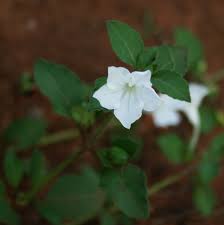 Image result for Ruellia patula