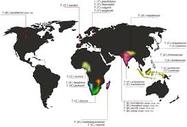 Image result for Trichoneura