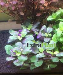 Lobelia Cardinalis Dwarf Freshwater Live Aquarium Plants Bunch Buy2get1free Ebay Live Aquarium Plants Planted Aquarium Freshwater Aquarium Plants