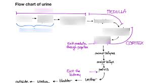 Path Of Urine Flowchart Diagram Quizlet