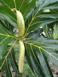 Image result for Artocarpus