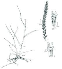 Image result for Lolium multiflorum