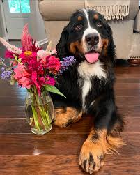 the real life version of the 🥹 emoji… (swipe to the end for a baby Weller  picture) #bernesemountaindog #puppydogeyes #cutedog