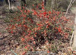 Check spelling or type a new query. Photo Of The Entire Plant Of Flowering Quince Chaenomeles Texas Scarlet Posted By Quercusnut Garden Org