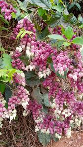 Image result for Clerodendrum fuscum