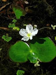 Image result for Nymphoides milnei