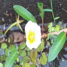 Image result for Limnophyton obtusifolium