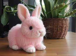 Jonathan Gypsy Stievenart