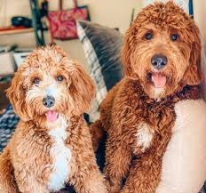 We did not find results for: Which Goldendoodle Size Mini Medium Standard We Love Doodles