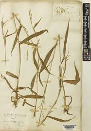 Image result for Rottboellia