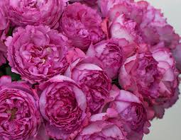 When in bud form, garden roses may appear small and look more like a standard rose. Yves Piaget Star Roses And Plants
