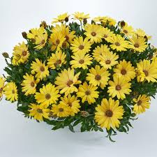 Image result for paprskovka obrázek