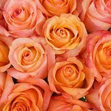 Passion, desire and fierce love Twilight Light Orange Rose In 2021 Orange Aesthetic Orange Roses Peach Aesthetic