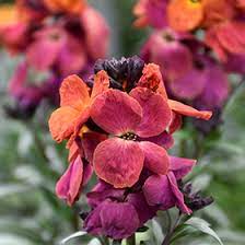 How often do orchids need pruning? Winter Orchid Wallflower Erysimum Er 06 4 2 In Philadelphia Bucks County Montgomery Harleysville Pennsylvania Pa At County Line Nursery