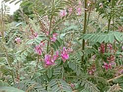 Image result for Indigofera eylesiana