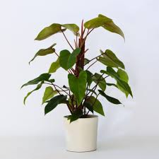 Image result for Filodendron Philodendron