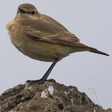 Image result for Isachne buettneri