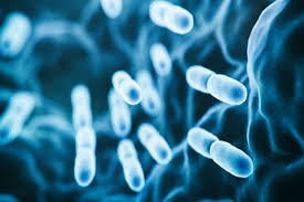 What probiotics can and can't do | UCLA Health