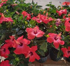Image result for Hibiscus