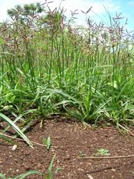 Image result for Cyperus dubius