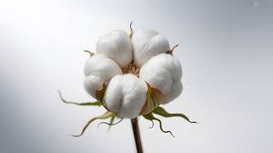 Cotton Gin Images – Browse 317,077 ...