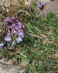 Image result for Indigofera laxiracemosa