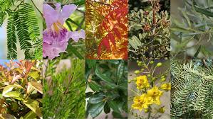 Filtered sun to light shade. The Best Trees To Plant In Tucson Az Drought Tolerant Trees