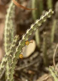 Image result for Euphorbia lividiflora