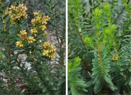 Image result for Penaeaceae