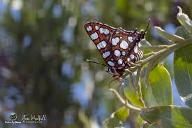 Image result for Euphorbia matabelensis