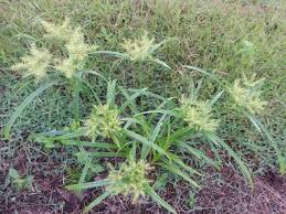 Image result for Cyperus pseudoleptocladus