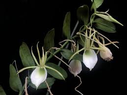Image result for Angraecum minus