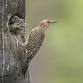 Woodpecker: A Year in the Life of North American event image